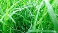 Cynodon dactylon doob grass stock photo